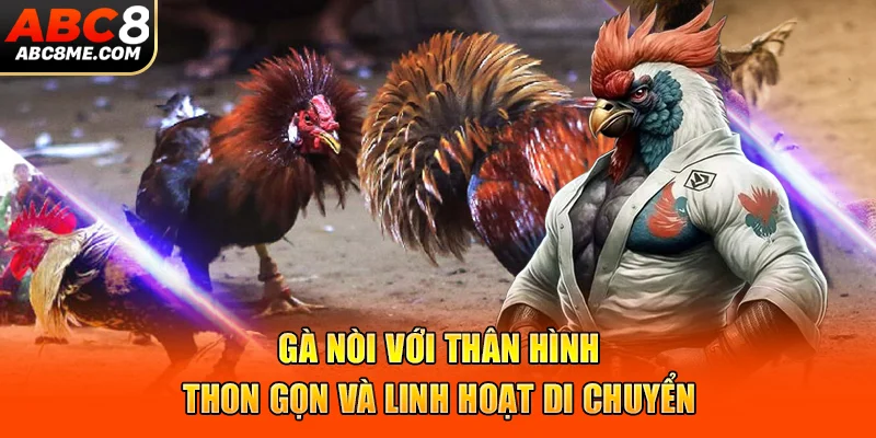 Đá Gà Cựa Sắt ABC8 Và Luật Lệ Chi Tiết Bộ Môn Đình Đám Gà nòi với thân hình thon gọn và linh hoạt di chuyển